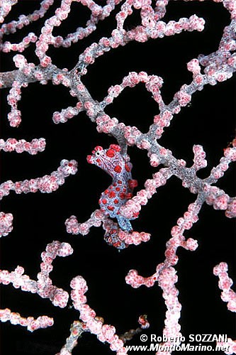 Cavalluccio marino pigmeo (Hippocampus bargibanti)