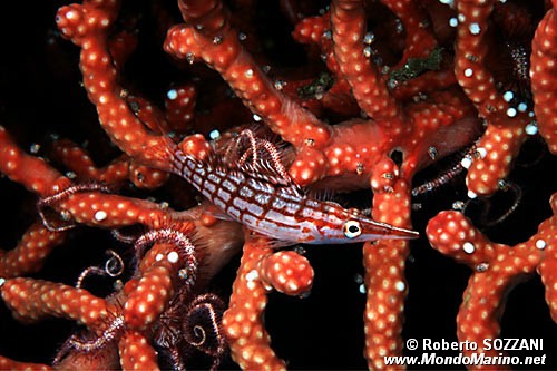 Pesce falco muso lungo (Oxycirrhites typus)