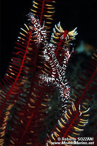 Pesce ago fantasma ornato (Solenostomus paradoxus)