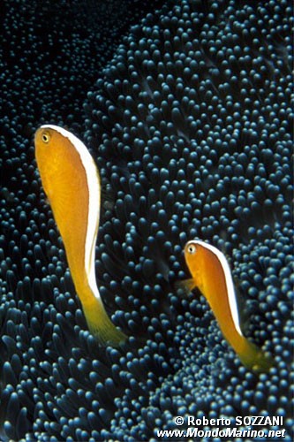 Pesce pagliaccio arancione (Amphiprion sandaracinos)