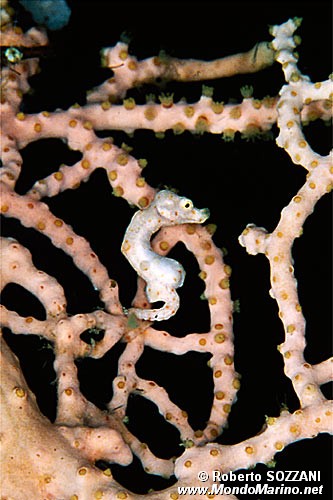 Cavalluccio marino pigmeo (Hippocampus denise)