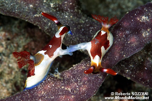 Nembrotha (Nembrotha purpureolineata)