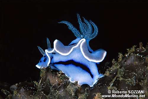 Chromodoris willani (Chromodoris willani)