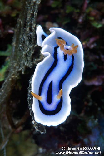 Chromodoris (Chromodoris lochi)