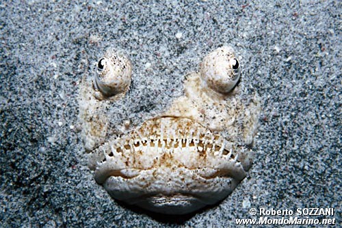 Pesce prete (Uranoscopus sulphureus)
