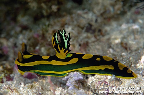 Tambja di Gabriel (Tambja gabrielae)