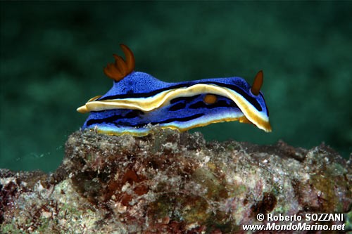 Chromodoris di anna (Chromodoris annae)