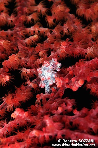 Cavalluccio marino pigmeo (Hippocampus bargibanti)