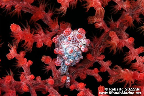 Cavalluccio marino pigmeo (Hippocampus bargibanti)