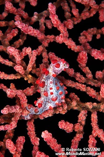 Cavalluccio marino pigmeo (Hippocampus bargibanti)