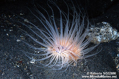 Cerianto (Cerianthus sp.)