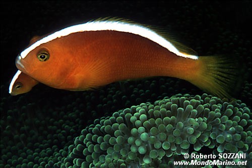 Pesce pagliaccio arancione (Amphiprion sandaracinos)