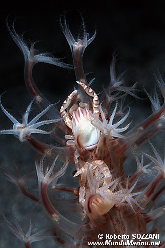 Granchio della pennatula (Porcellanella triloba)