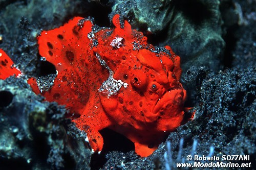 Pesce rana maculato (Antennarius maculatus)