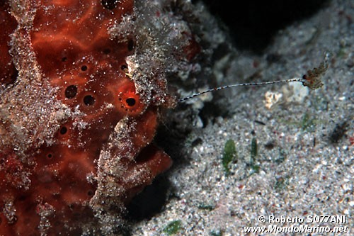 Pesce rana pitturato (Antennarius pictus)