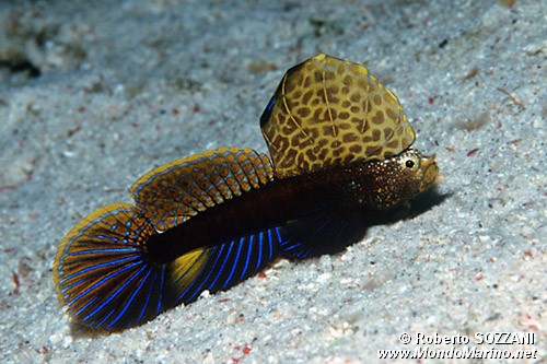 Ghiozzo (Flabelligobius sp.)