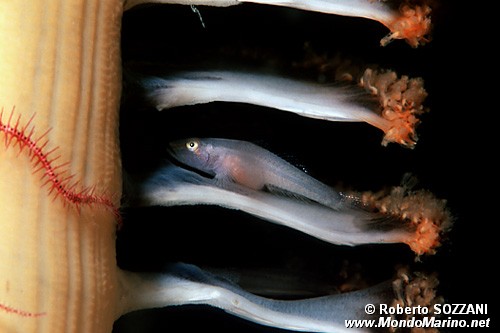 Gobide (Pleurosicya mossambica)