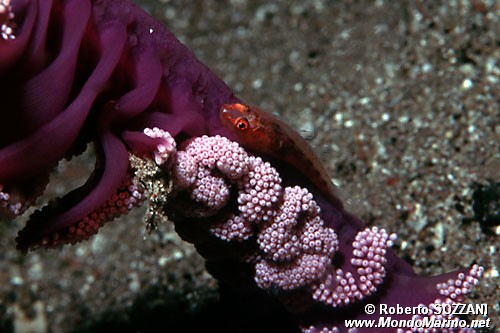 Gobide (Pleurosicya mossambica)