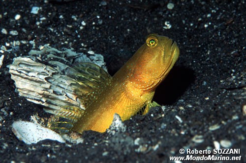 Ghiozzo giallo (Cryptocentrus cinctus)
