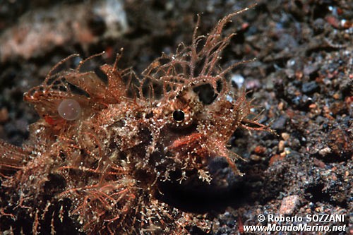 Pesce scorpione di Ambon (Pteroidichthys amboinensis)