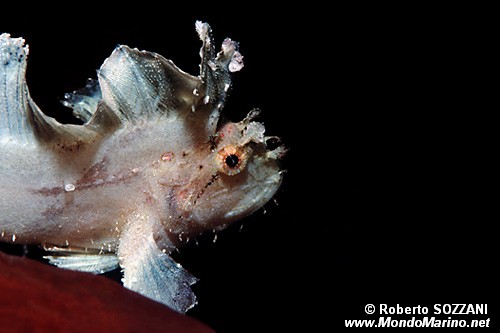 Pesce foglia (Taenianotus triacanthus)