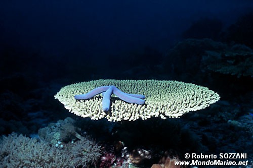 Stella Marina (Linckia laevigata)