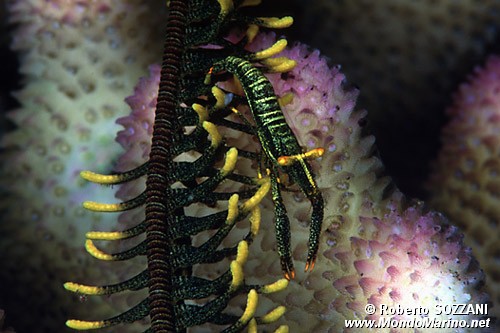 Gamberetto commensale del crinoide (Periclimenes commensalis)