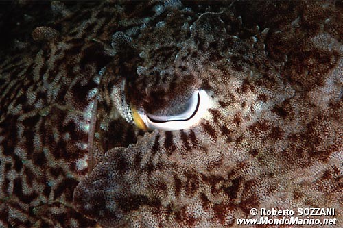 Seppia gigante del reef (Sepia latimanus)