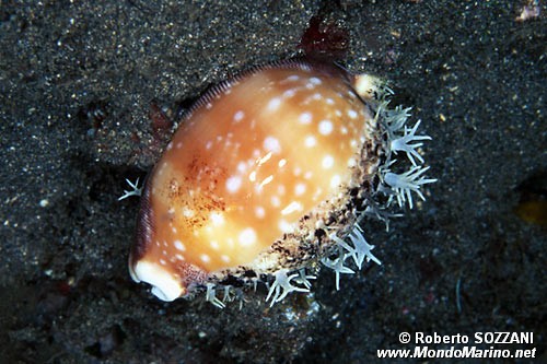 Ciprea vitello (Cypraea vitellus)