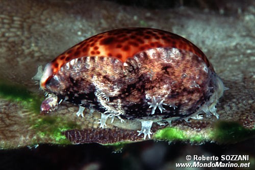Ciprea tigre (Cypraea tigris)