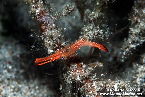 Gambero dal lungo rostro (Leander plumosus)