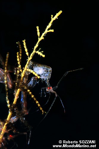 Gambero fantasma (Caprellid sp.)