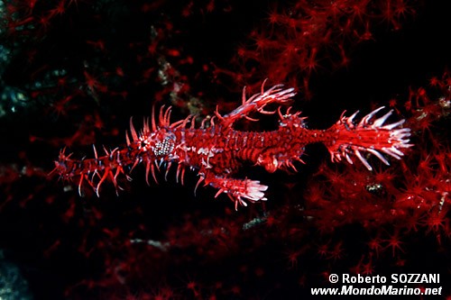 Pesce ago fantasma ornato (Solenostomus paradoxus)