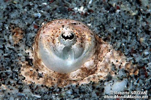Pesce prete (Uranoscopus sulphureus)