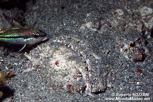 Pesce pietra (Synanceia verrucosa)