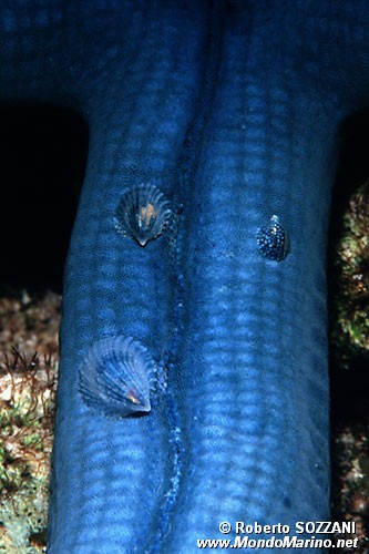 Thyca (Thyca crystallina)