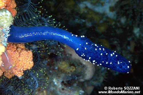 Tunicato (n.d. n.d.)