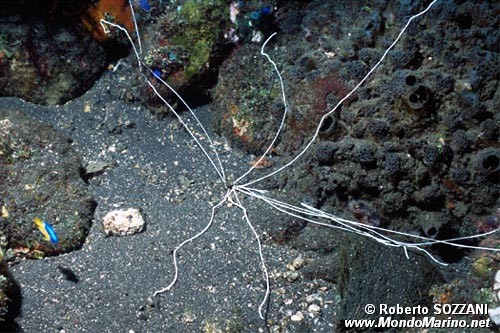 Verme tentacolato (Loimia medusa)
