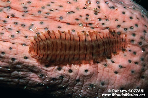 Verme lamellare (Gastrolepidia clavigera)