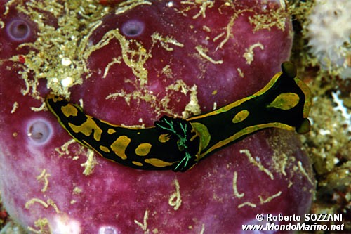 Tambja di Gabriel (Tambja gabrielae)