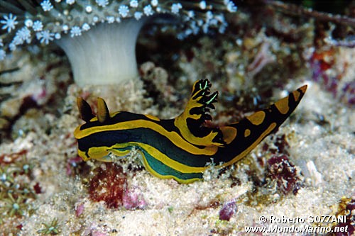 Tambja di Gabriel (Tambja gabrielae)