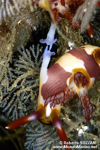 Nembrotha (Nembrotha purpureolineata)