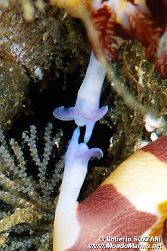 Nembrotha (Nembrotha purpureolineata)