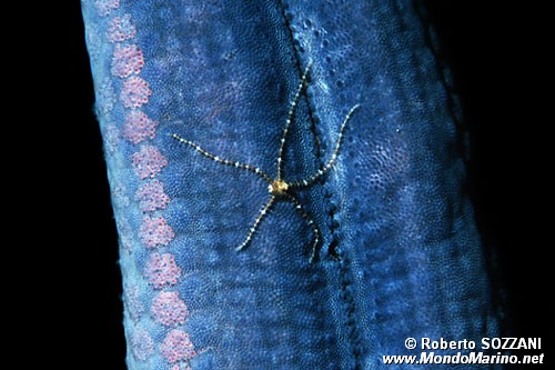 Ofiura (Ophiothrix sp.)