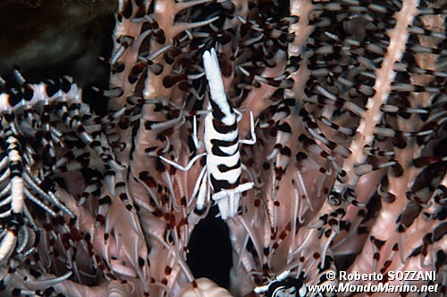 Gamberetto (Periclimenes cornutus)