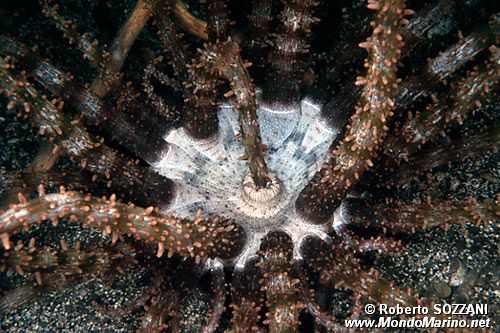 Attinia di Haeckel (Actinostephanus haeckeli)