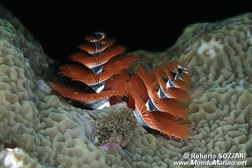 Anellide albero di natale (Spirobranchus giganteus)