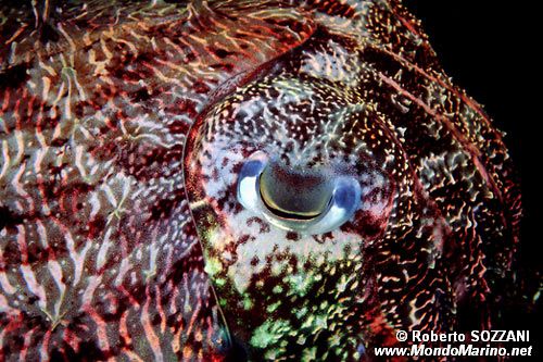 Seppia gigante del reef (Sepia latimanus)