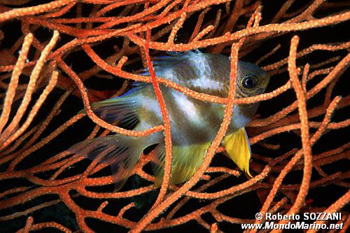 Castagnola dorata (Amblyglyphidodon aureus)