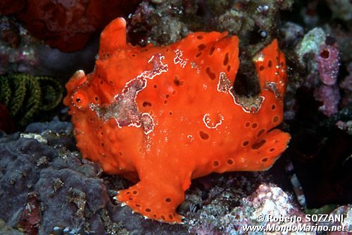 Pesce rana maculato (Antennarius maculatus)